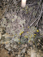 Ulex argenteus argenteus