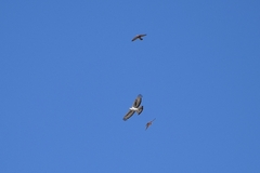 Aquila spilogaster