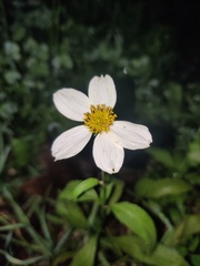 Bidens aurea