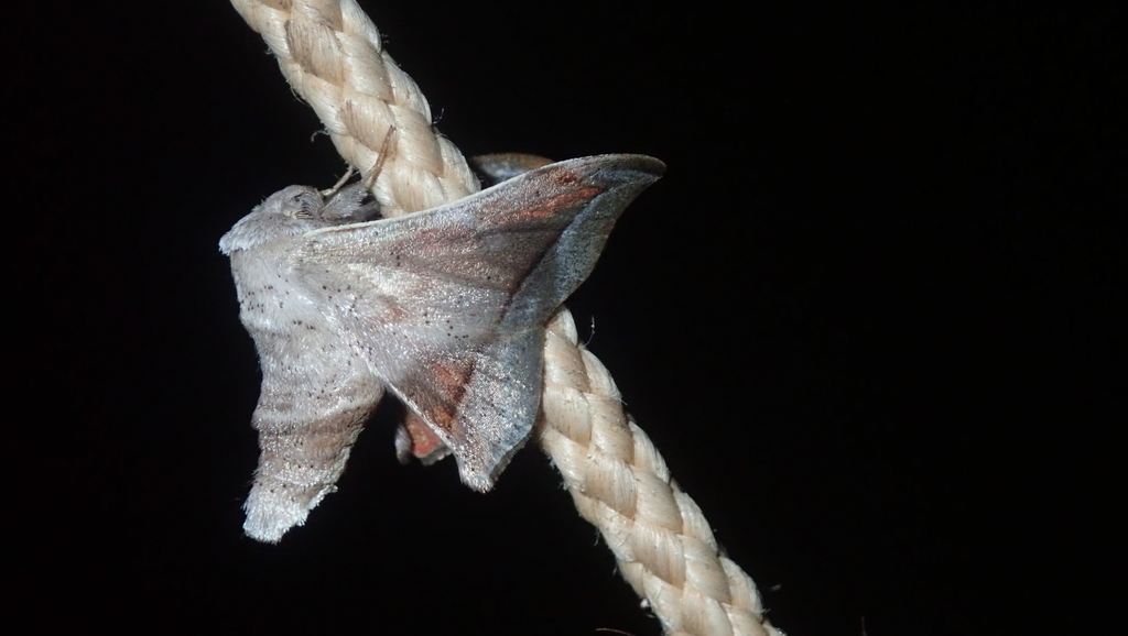 Menevia lucara