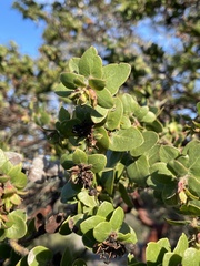 Arctostaphylos purissima