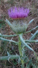 Cirsium odontolepis