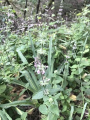 Stachys ajugoides
