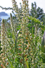 Reseda hookeri