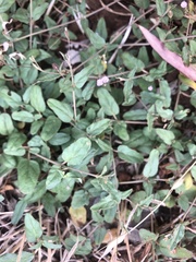Boerhavia dominii