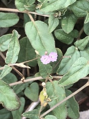 Boerhavia dominii