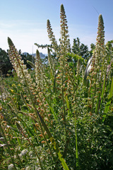 Reseda hookeri
