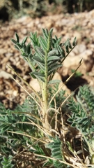 Astragalus nevadensis muticus