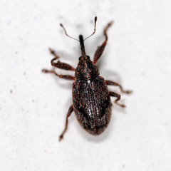 Anthonomus pomorum