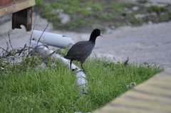 Fulica atra atra