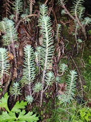 Petrosedum