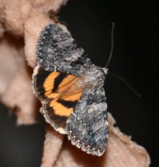 Catocala diversa