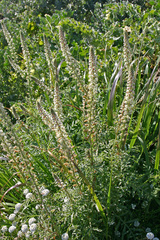 Reseda hookeri