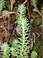 Petrosedum