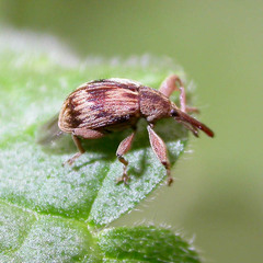 Anthonomus rectirostris