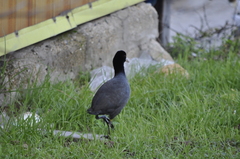 Fulica atra atra