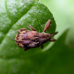 Anthonomus rectirostris