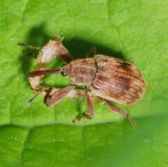 Anthonomus rectirostris