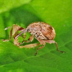 Anthonomus rectirostris