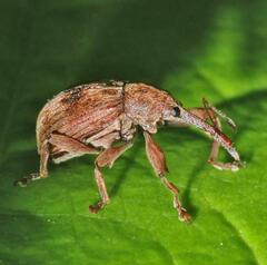 Anthonomus rectirostris