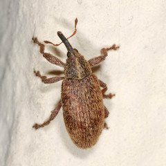 Bradybatus tomentosus