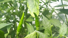 Capsicum annuum