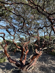 Arctostaphylos purissima