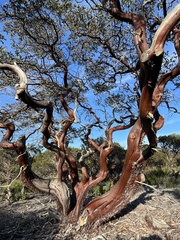Arctostaphylos purissima