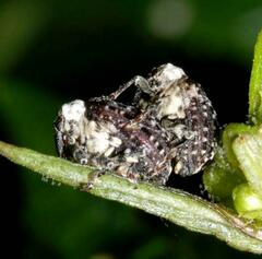 Cionus scrophulariae