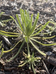 Cryptantha intermedia
