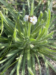 Cryptantha intermedia