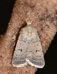 Caradrina aspersa