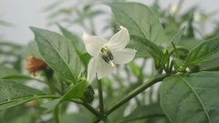 Capsicum annuum