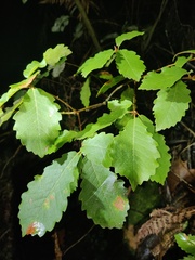 Quercus canariensis