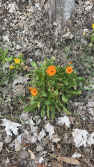 Calendula officinalis