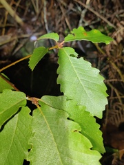 Quercus canariensis