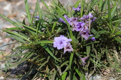 Ruellia simplex