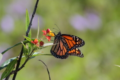 Danaus plexippus