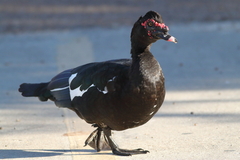 Cairina moschata domestica