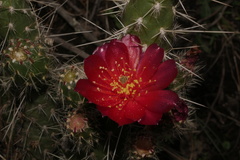 Austrocylindropuntia shaferi