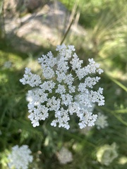 Daucus
