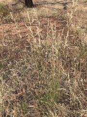 Austrostipa blackii