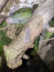 Porcellio echinatus