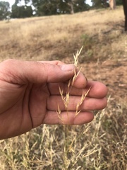 Austrostipa blackii