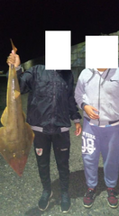 Pseudobatos horkelii