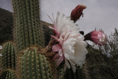 Trichocereus tunariensis