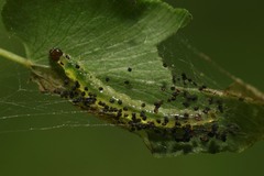 Neomusotima conspurcatalis
