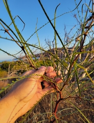 Parkinsonia aculeata