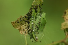 Neomusotima conspurcatalis
