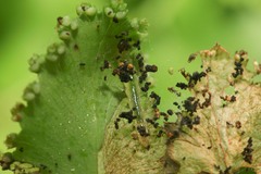 Neomusotima conspurcatalis